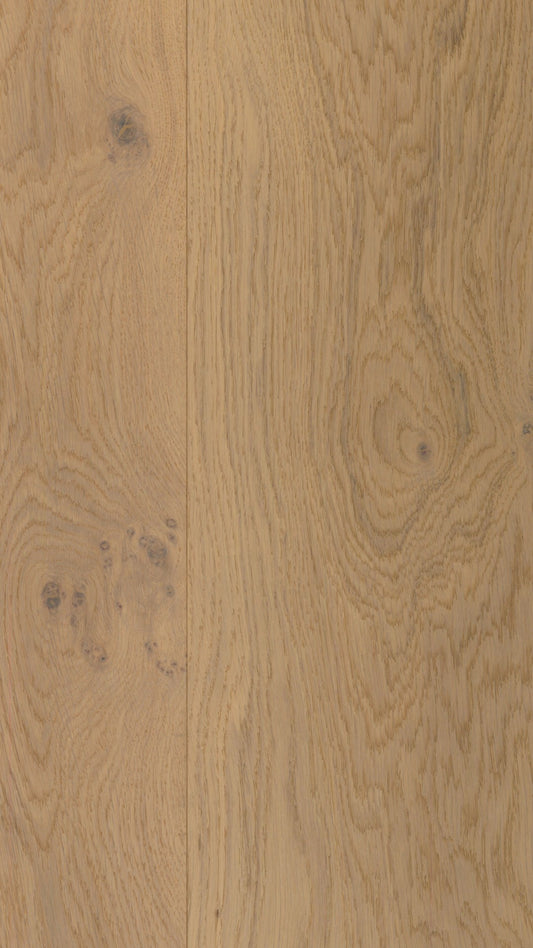 Desert Oak